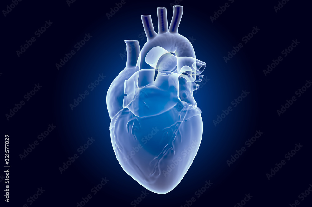 heart ultrasound